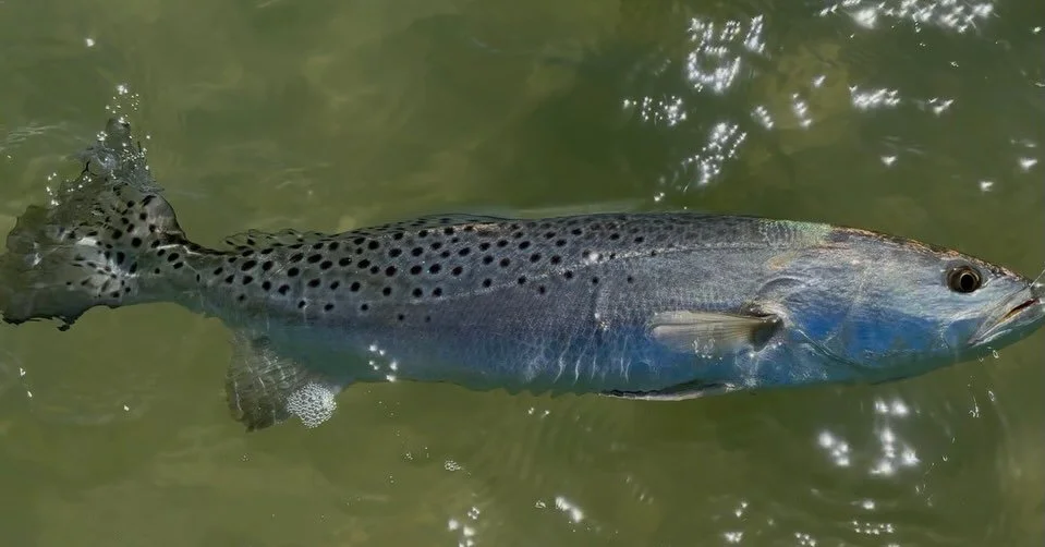 3-20-26 Sarasota FL&nbsp;
3 Speckled Sea Trout &amp; 2 Floundery things. Sensitive early season hands, need to build up those calluses. Had an awesome visit to an awesome fly shop, w the BEST fly shop logo in America. #saltwatertrout #flyfishing #cat