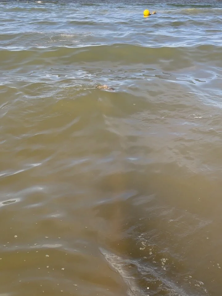 6-5-26 Cap-Pel&eacute;, Nova Scotia, Canada 🇨🇦&nbsp;
Got into them bass early and often&hellip;
Probably got 25, biggest around 28 inches&hellip;.. What a great way to start another Canadian adventure. #flyfishing #Canada #New Brunswick @NEFTClub