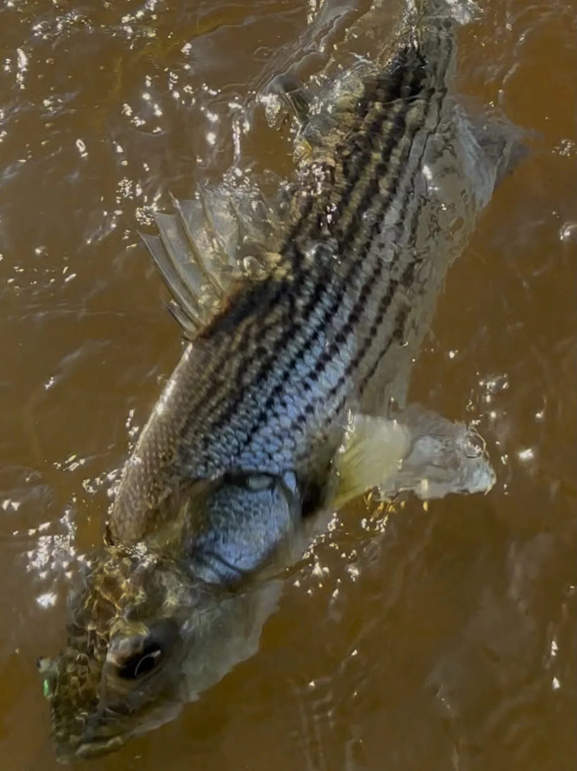 6-11-26 Alaska PEI 🇨🇦
Epic morning of fishing on the flats.
Eventually put my rod down and just sat there and watched wave after wave of beautiful greenbacked striped bass swim by my feet&hellip;. 
Even scored on top water&hellip; #flyfishing #Cana