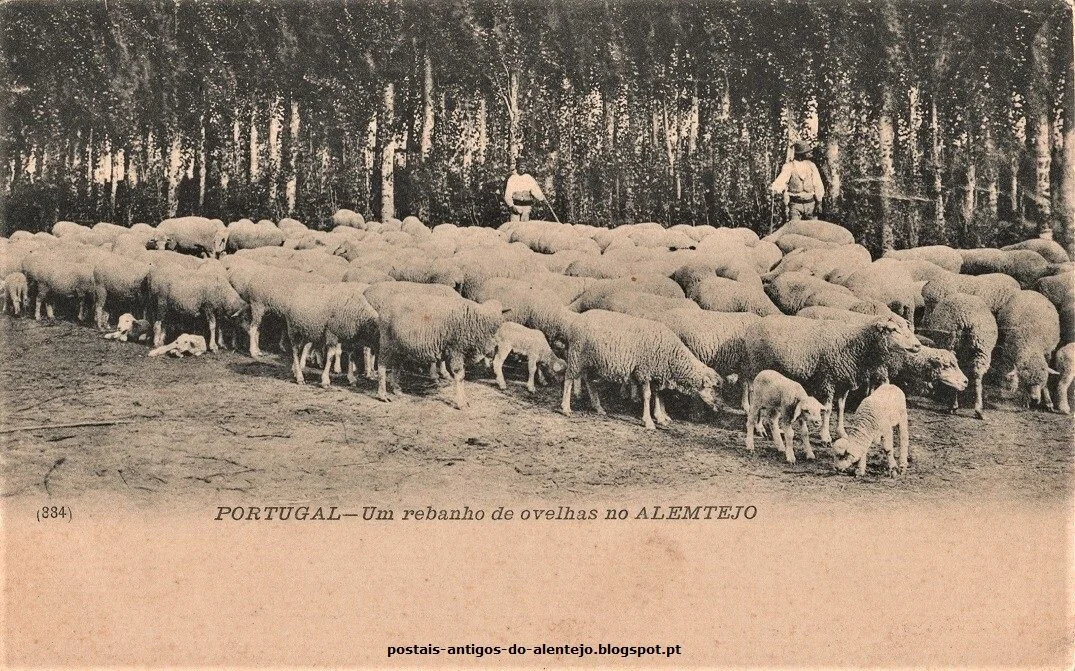   programa   um filtro, um pomar, uma horta, um pátio, uma “almofada” 