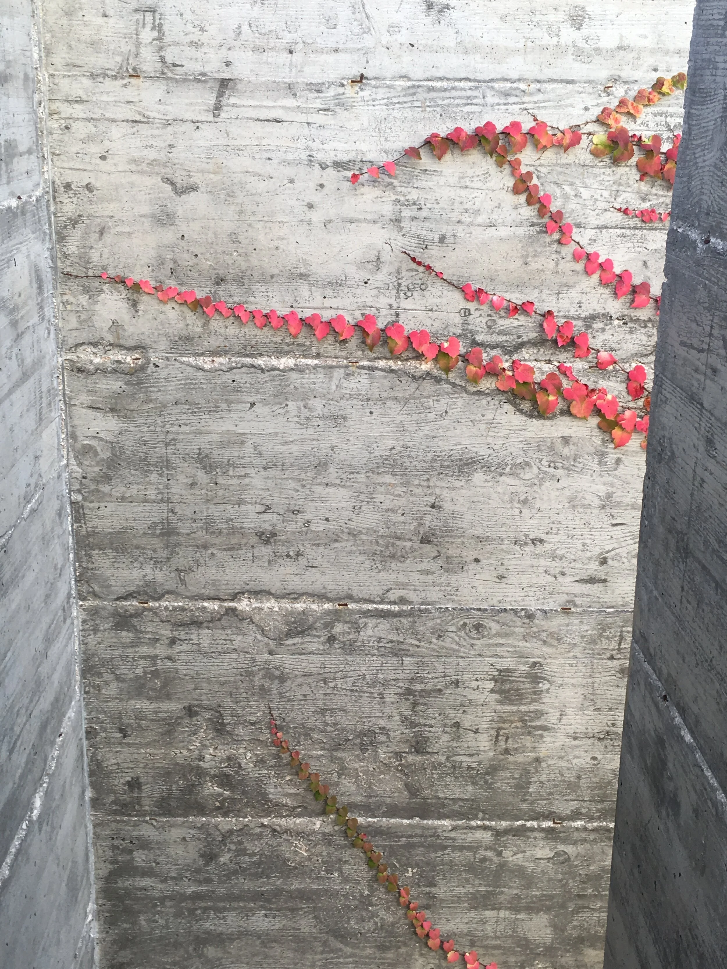  ESTORIL / Intervenção paisagística  Local / Estoril  Data / 2016  Arqª Paisagista / Raquel Soares e Joana Sena Rego  Arquitectura e Coordenação / ColectivArquitectura   Fotografia / Raquel Soares; ColectivArquitectura 