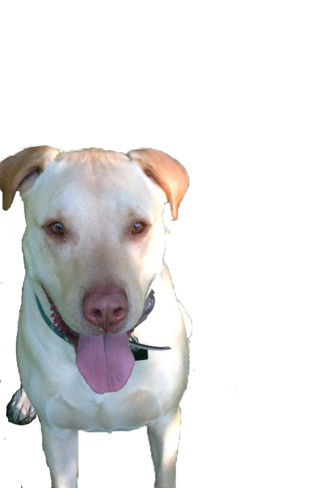 obi no background missing foot.png