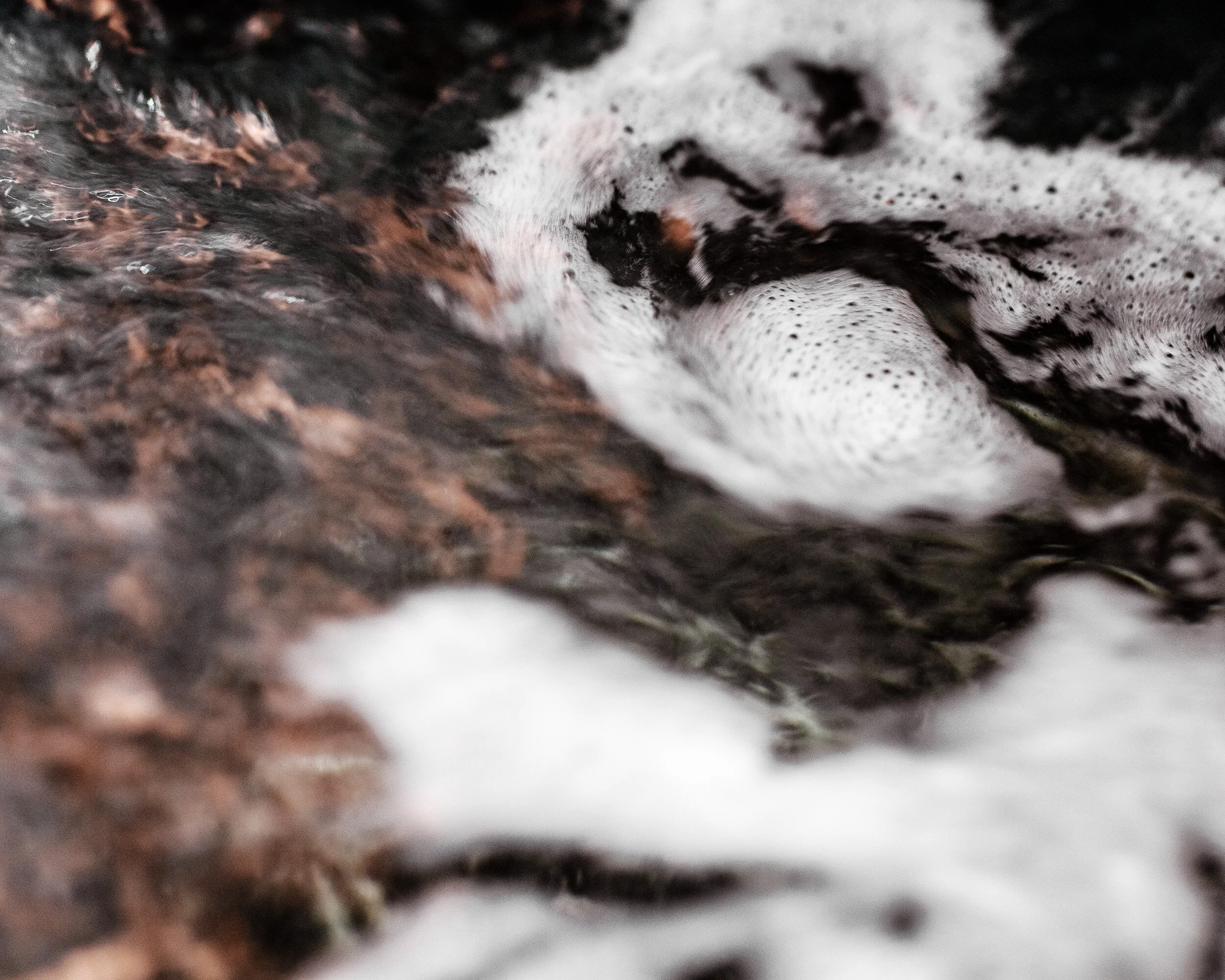 12-DSC_8732 copy.jpg