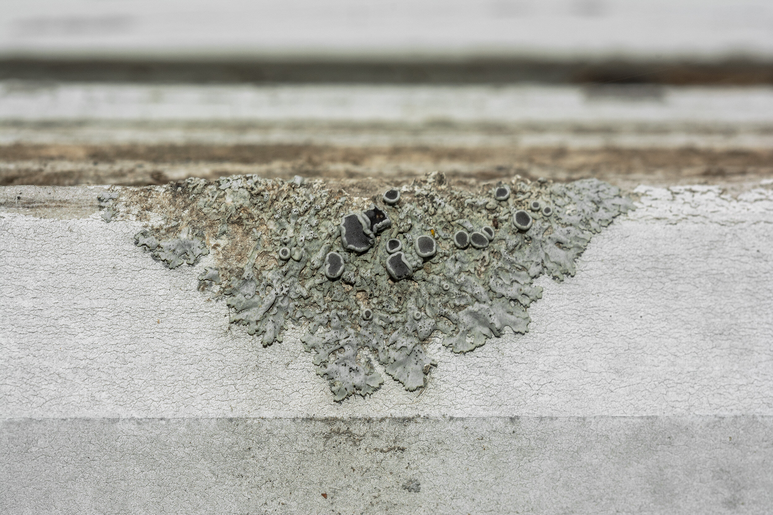 7-not cropped-DSC_0355 copy.jpg