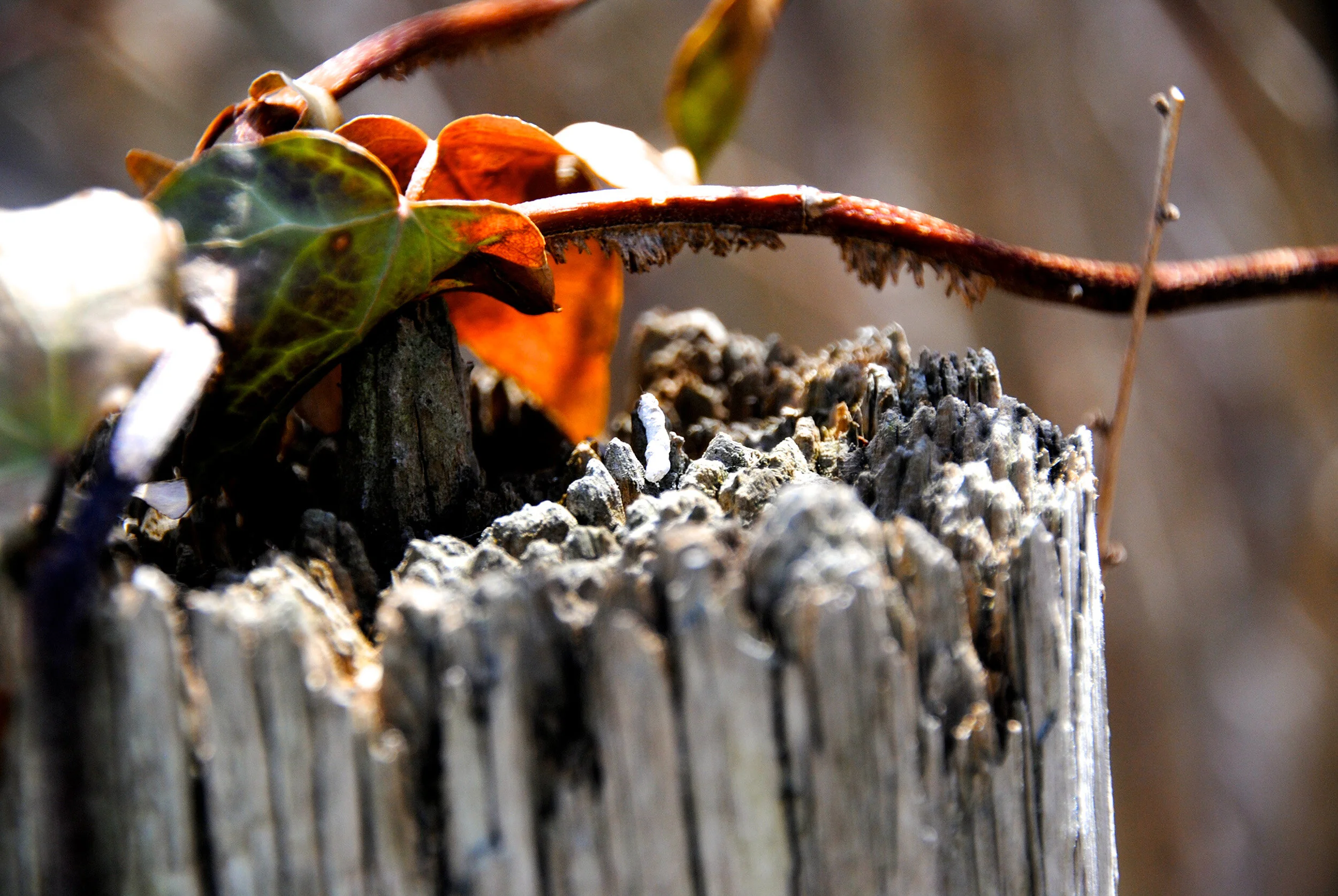 10-DSC_0029 copy.jpg