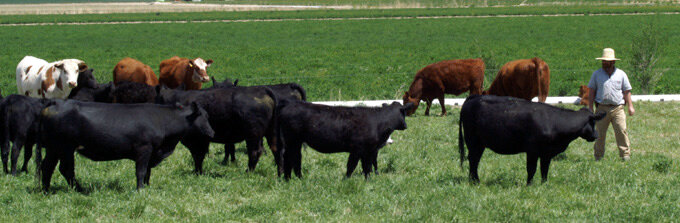 100-percent-grass-fed-organic-beef-cows.jpg