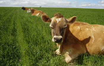 colorado-raw-milk-colorado-springs-pueblo.jpg