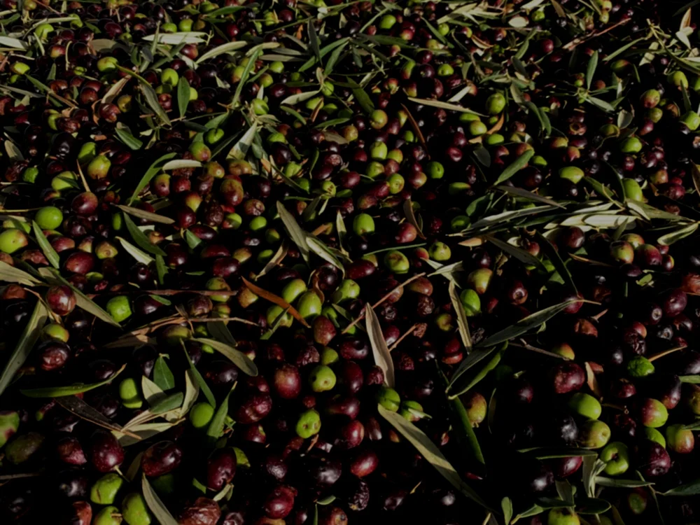 UP Extra Virgin Olive Oil — Victoria Olive Oil Co