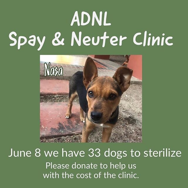 Tomorrow is our spay/neuter clinic for our puppies and moms....
🐕 we have 33 dogs 💲 the cost will be $11,500 pesos
🕘 We have raised so far 7,800... The clock is counting the hours left 😰
PLEASE consider donating to accomplish the goal 🙏
🐾 now W