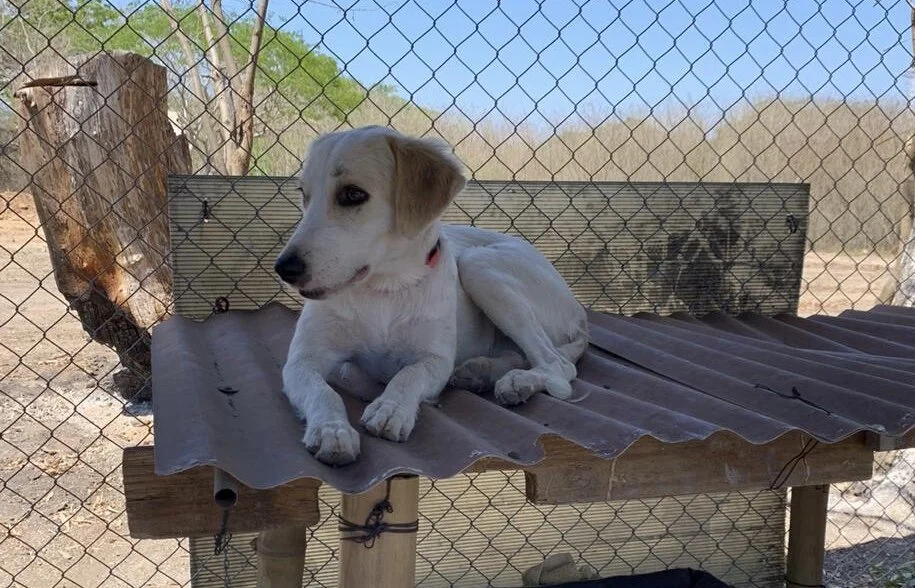 The Best Indoor Activities for You and Your Dog