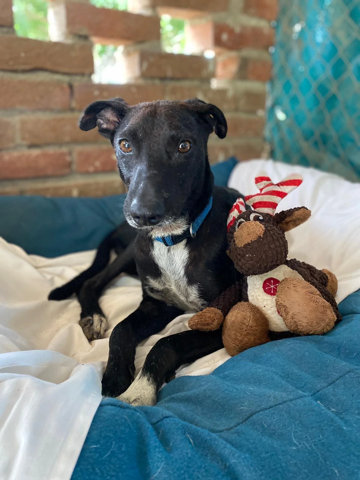 Oscar — A Dog's New Life AC
