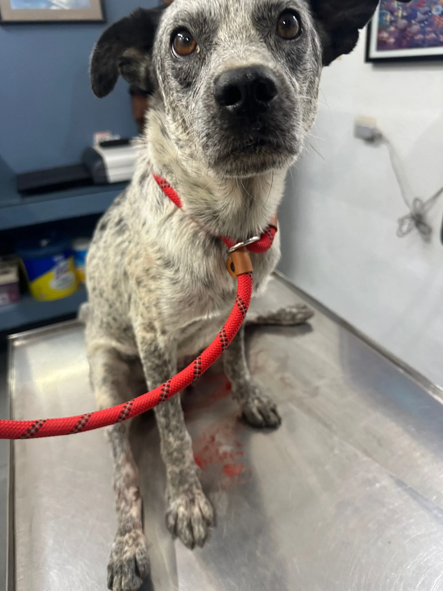 Encino — A Dog's New Life AC