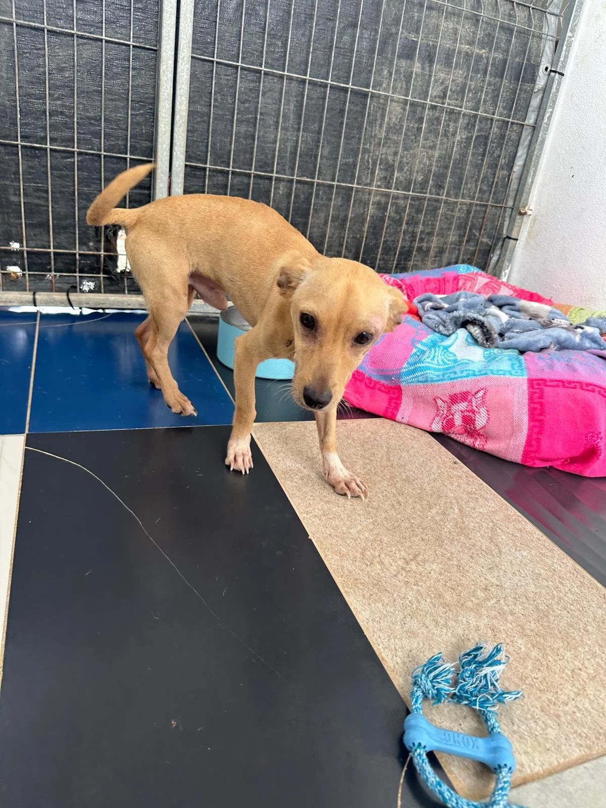 paco (1).jpg