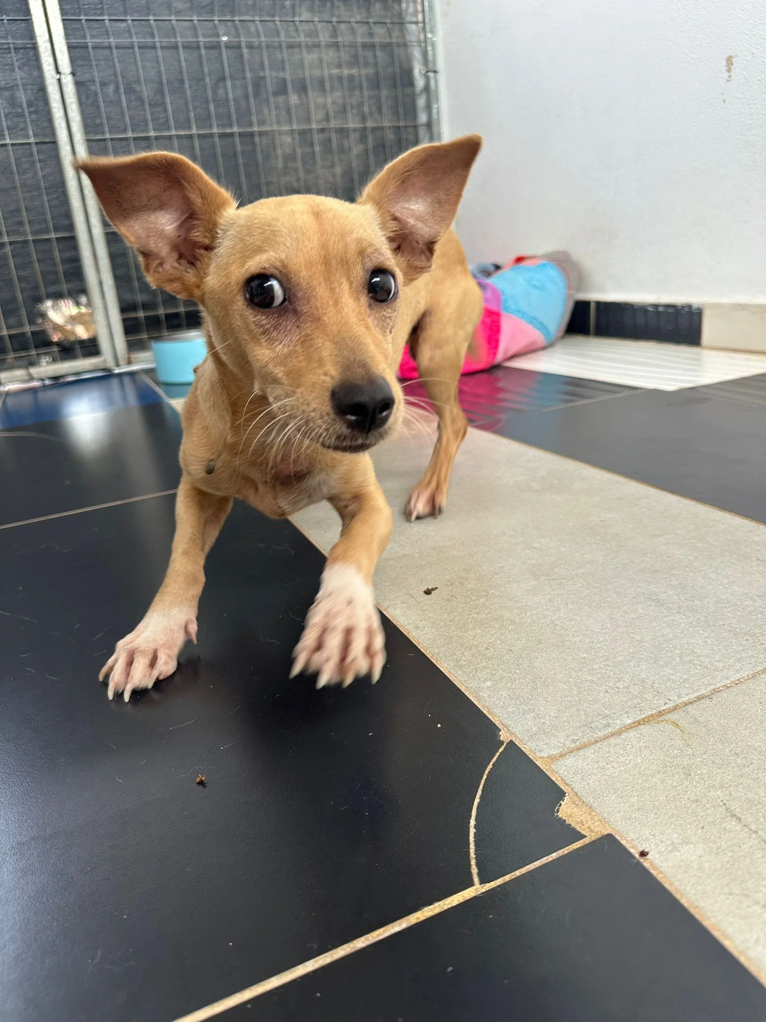 paco (11).jpg