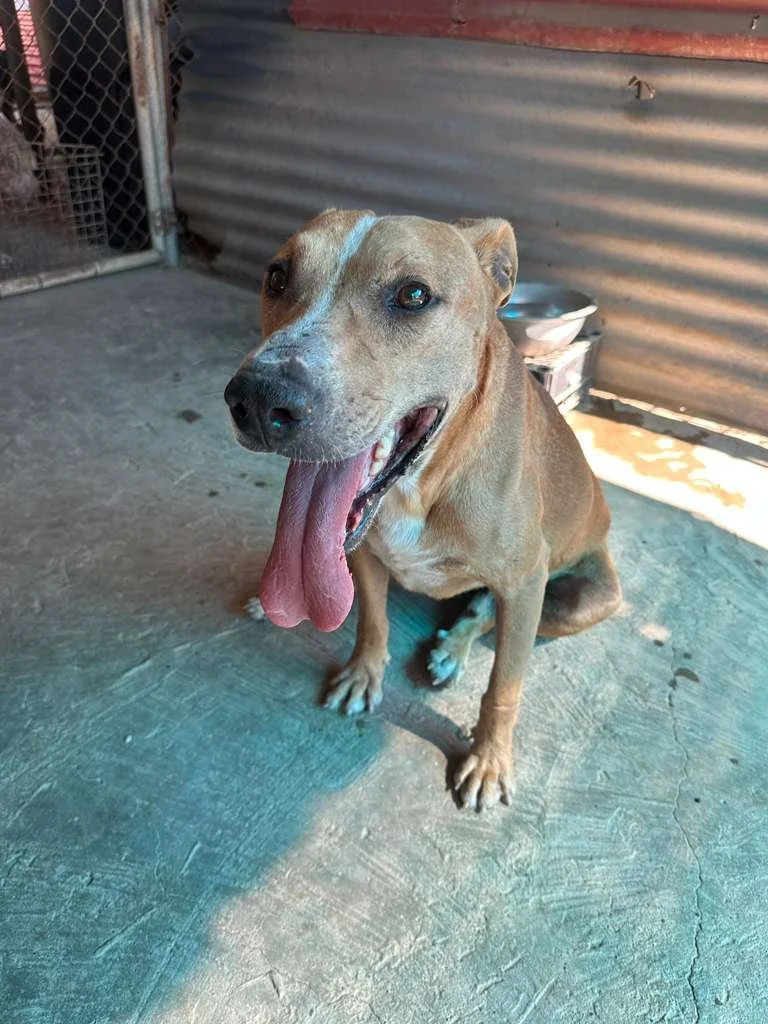 Reuben — A Dog's New Life AC