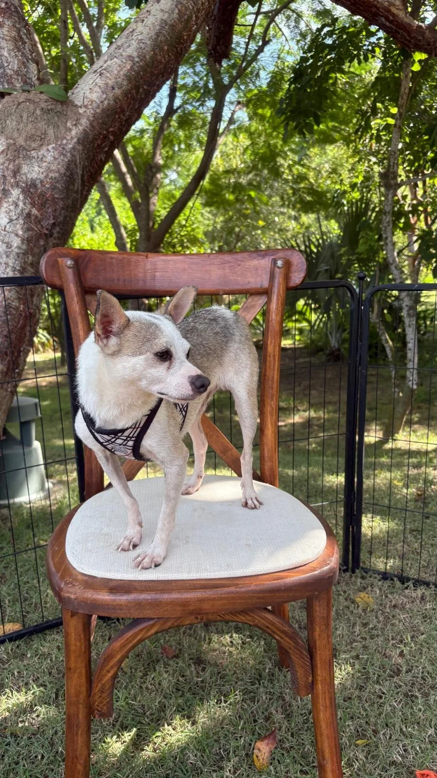 WhatsApp Image 2025-11-12 at 15.41.16_cc9e0ffc.jpg