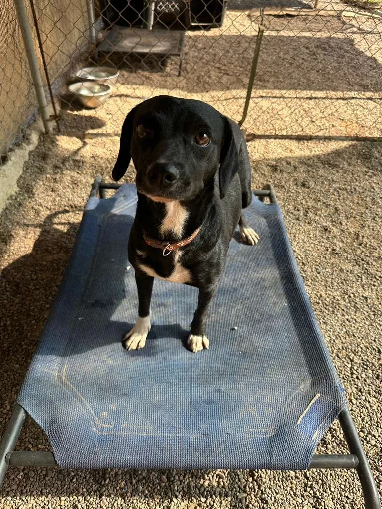 Doris — A Dog's New Life AC