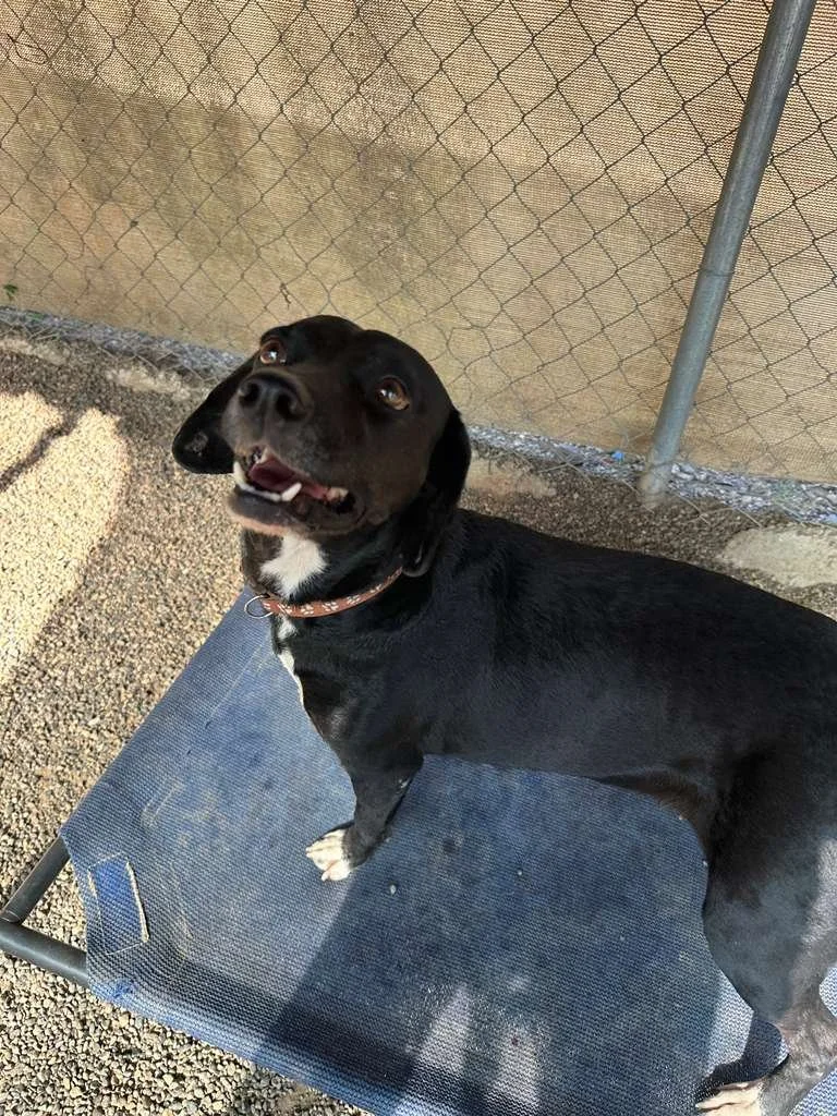 Doris — A Dog's New Life AC