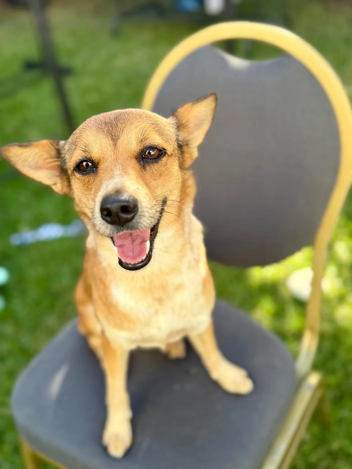 Fergie 12-8-25 C.jpeg