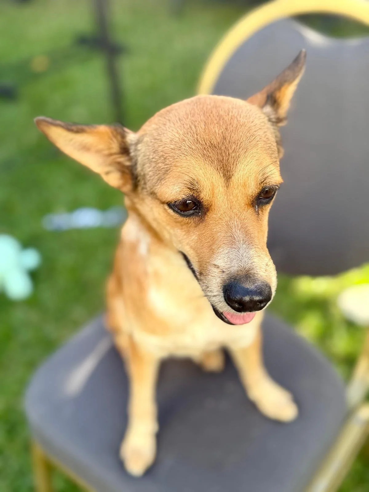 Fergie 12-8-25 B.jpeg