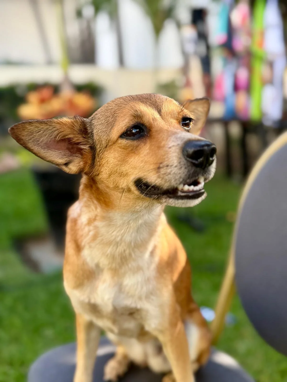 Fergie 12-8-25 A.jpeg