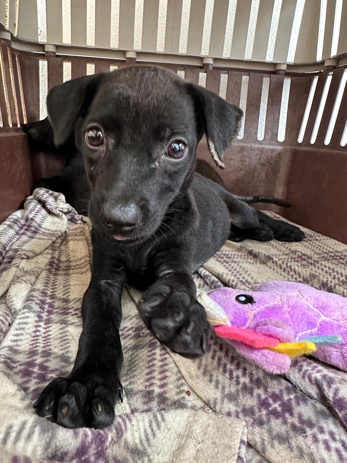 Leia Puppy D.jpeg