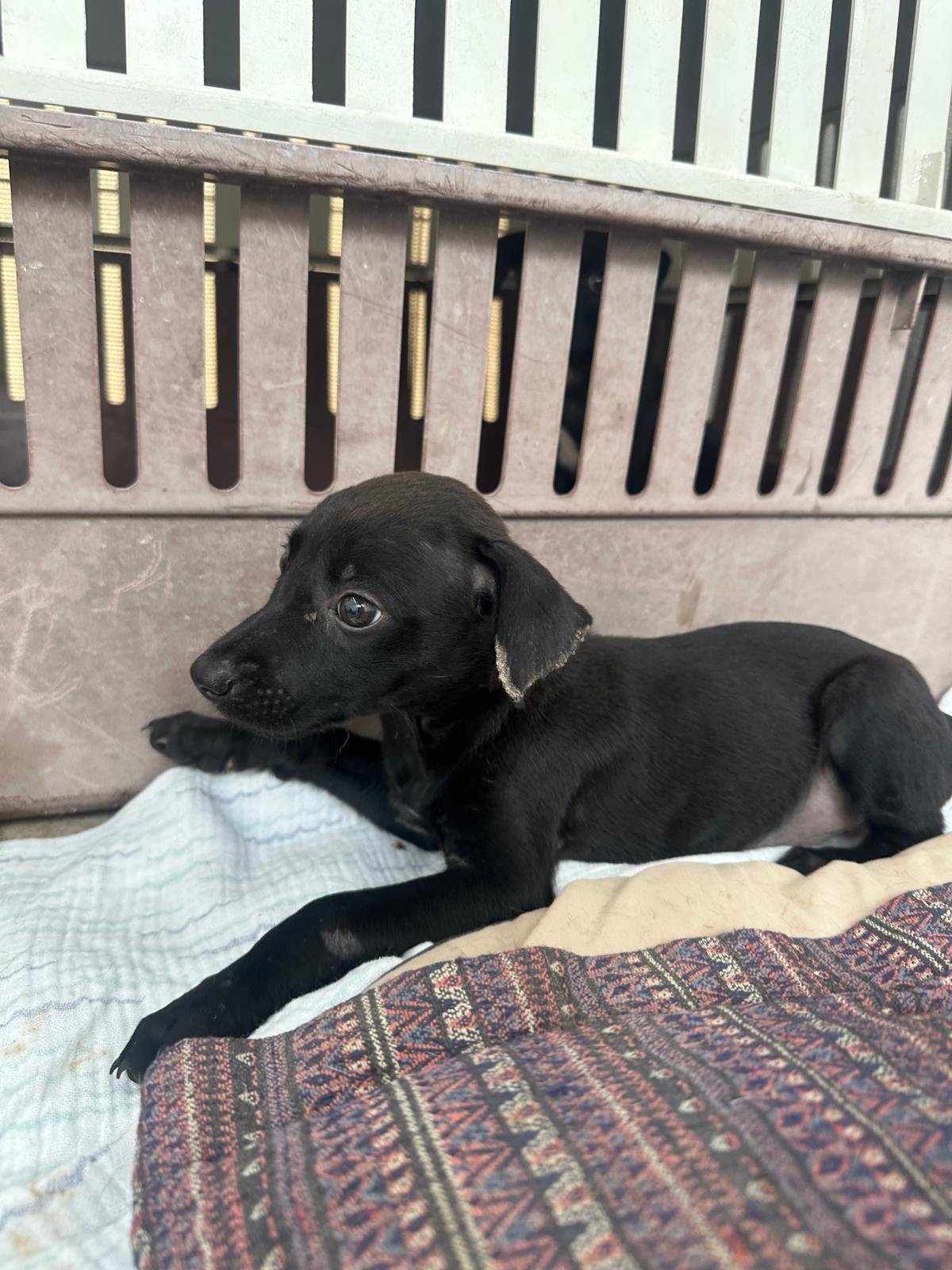 Leia Puppy A.jpeg