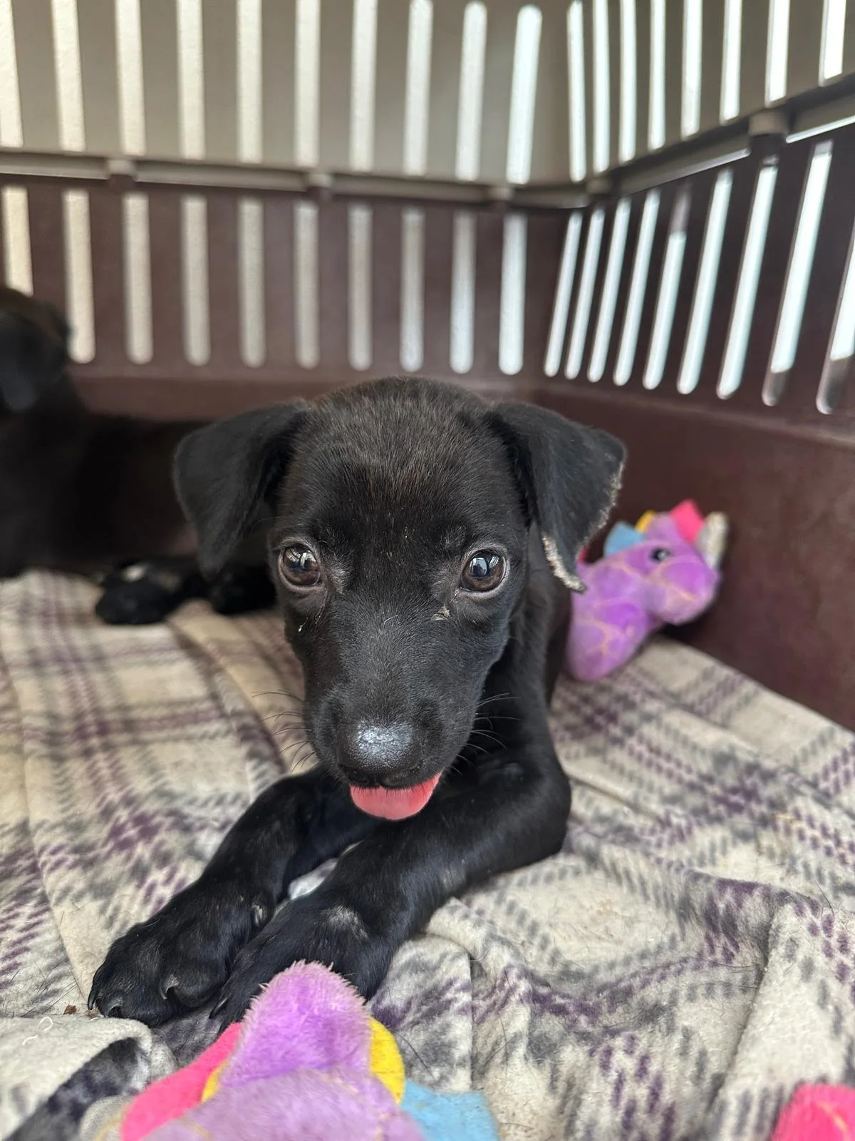 Leia Puppy B.jpeg