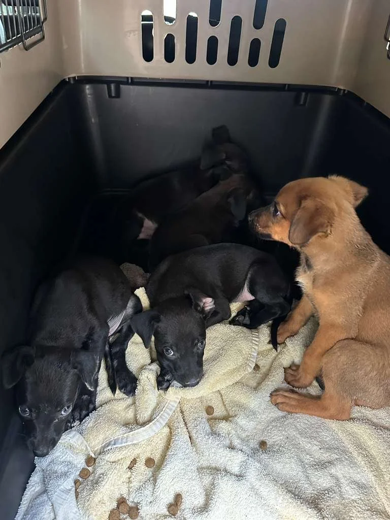 Leia Star Wars Puppies B.jpeg
