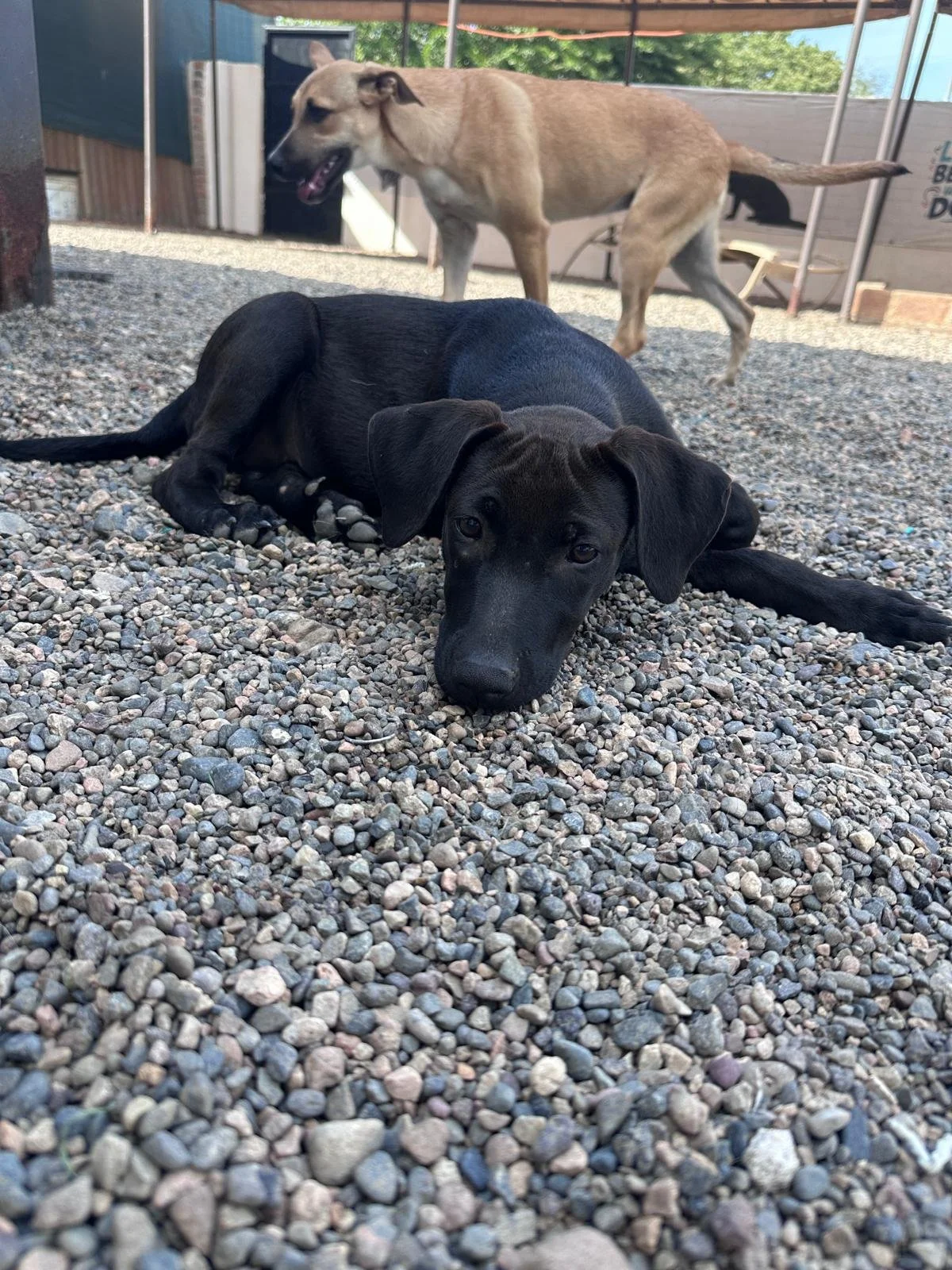 Obi (3).jpg