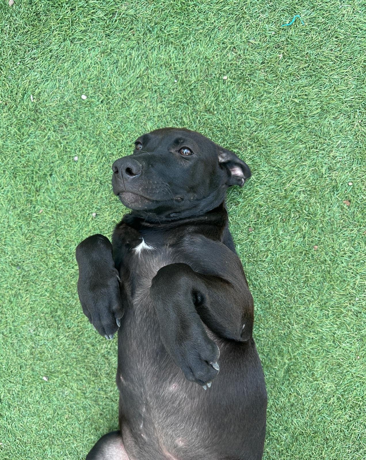 Obi (2).jpg