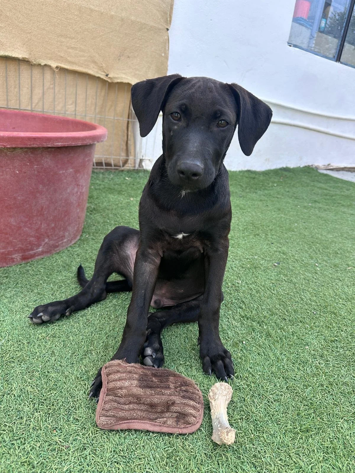 Obi (9).jpg