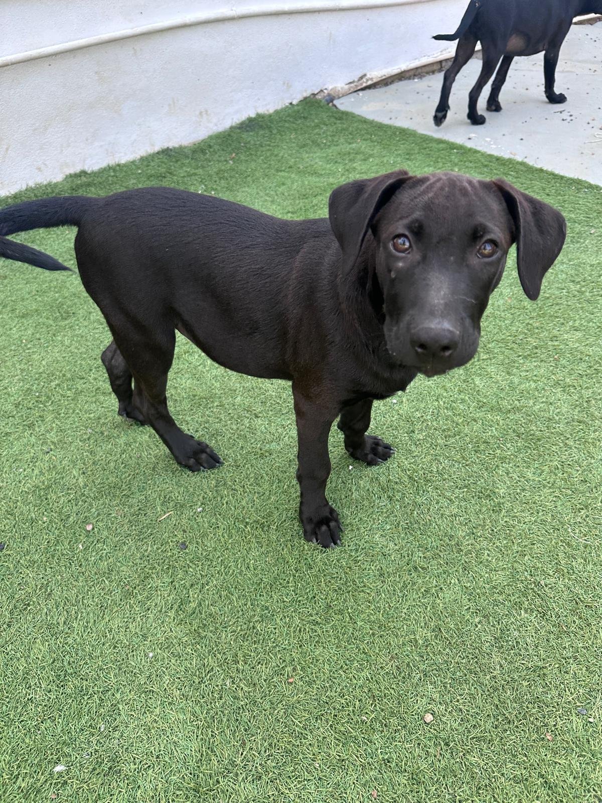 Obi (10).jpg