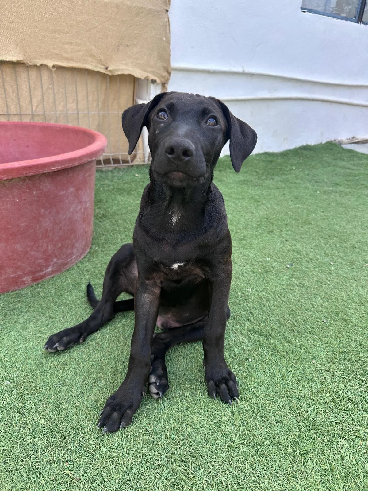 Obi (6).jpg