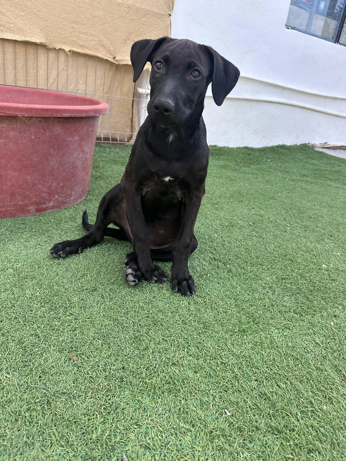 Obi (11).jpg
