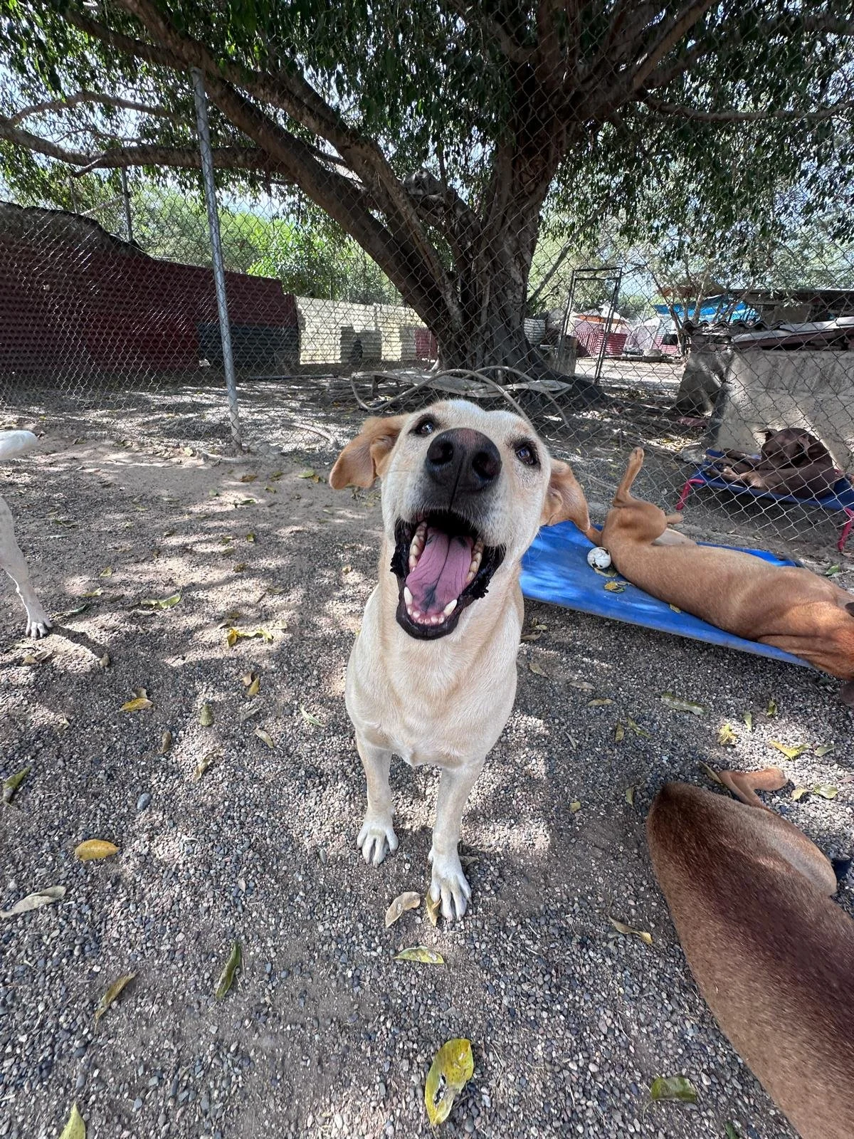 Pretzel 12-10-25 B.jpeg