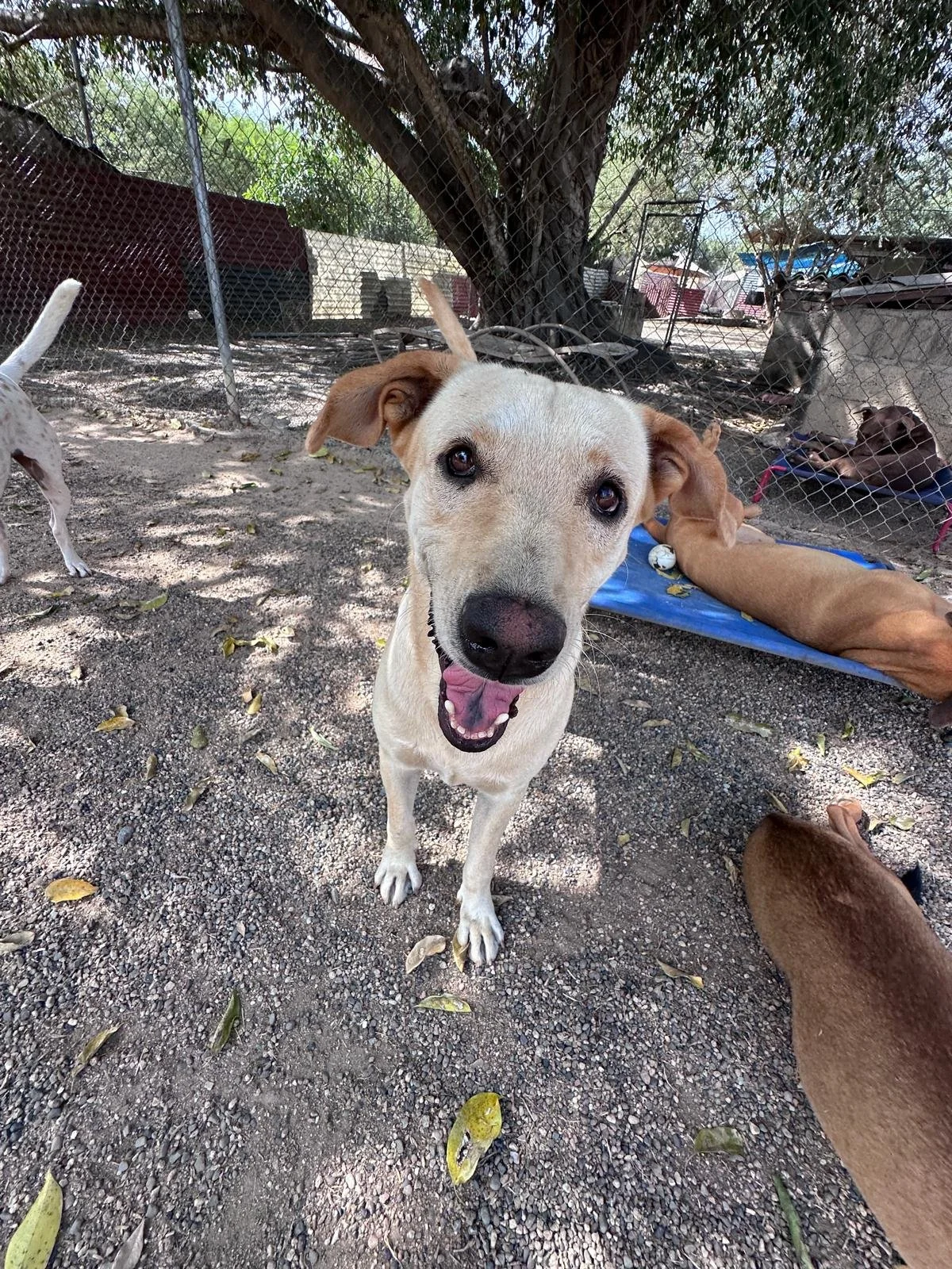 Pretzel 12-10-25 C.jpeg