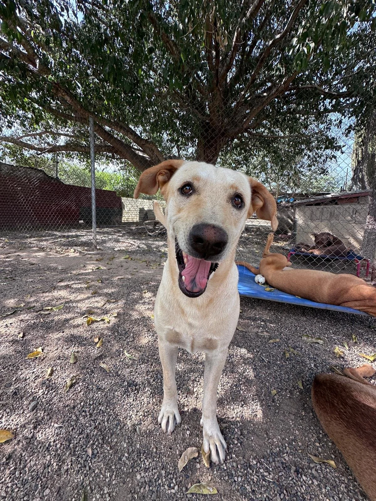 Pretzel 12-10-25 D.jpeg