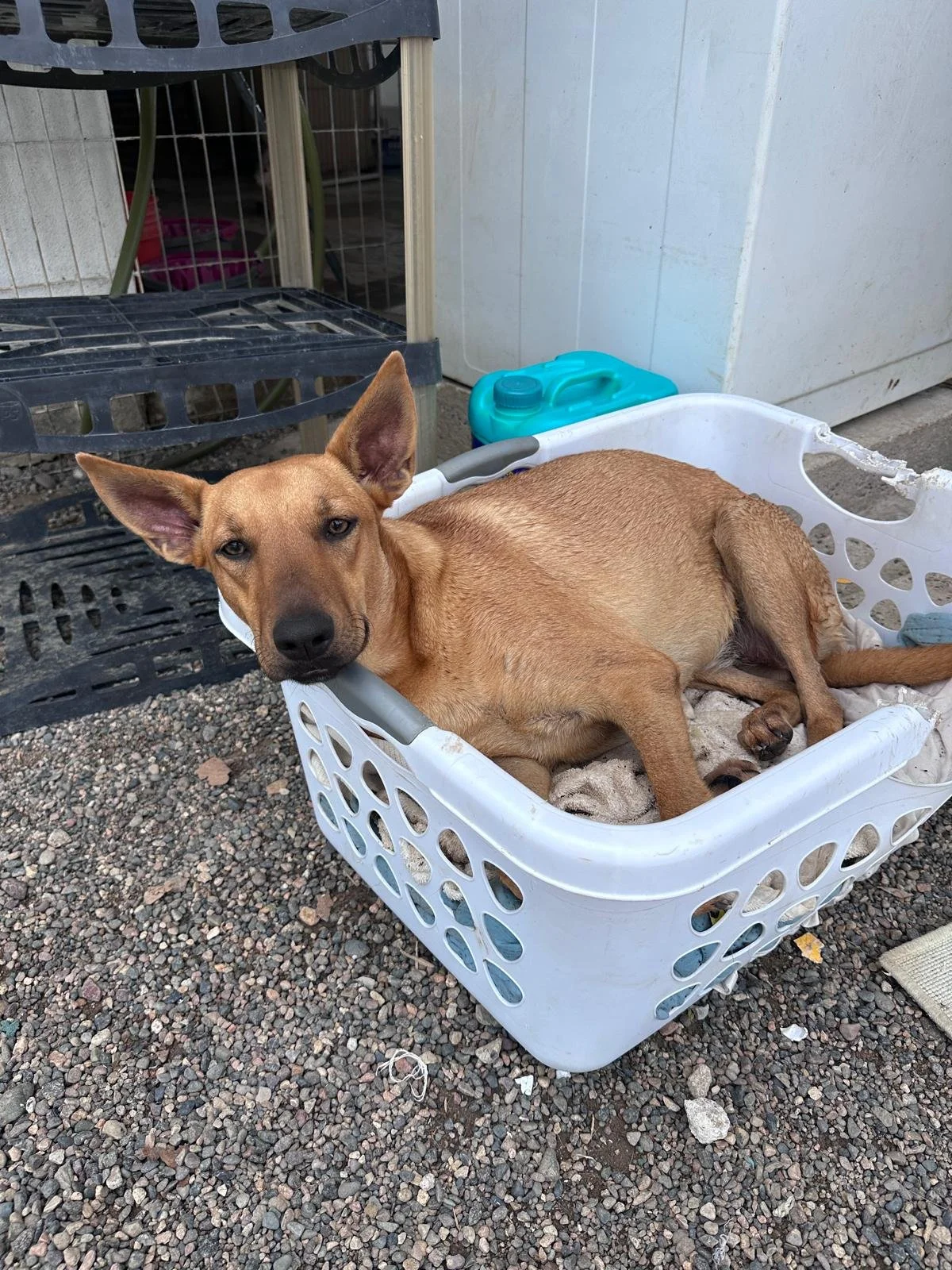 Aries 12-11-25 A.jpeg