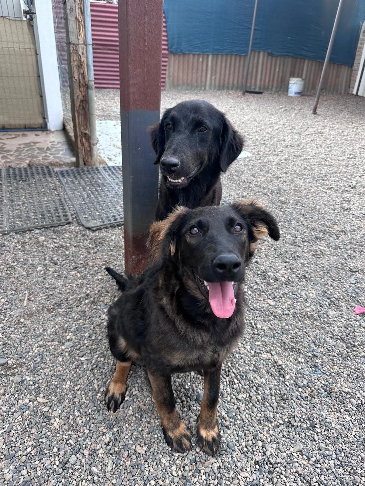 Seali 12-11-25 A.jpeg