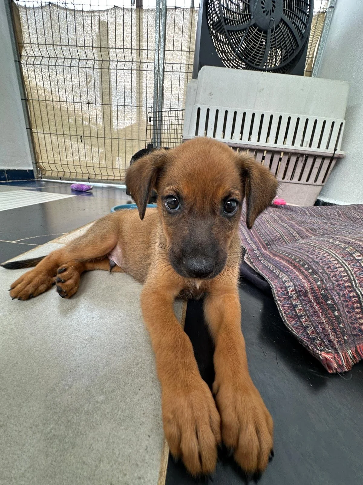 Chewbacca 12-11-25 G.jpg