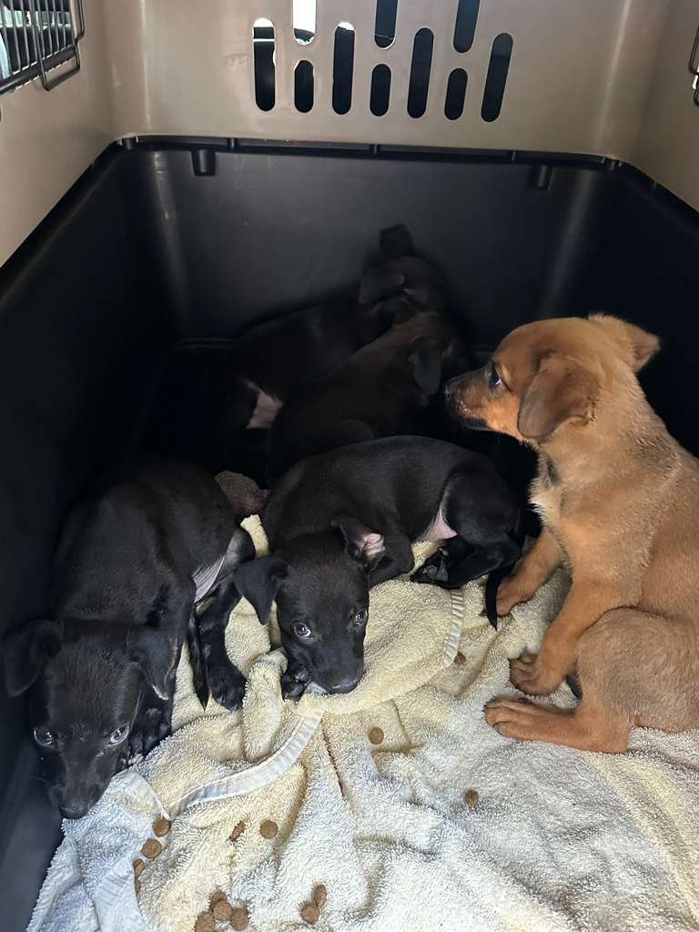 Leia Star Wars Puppies B.jpeg