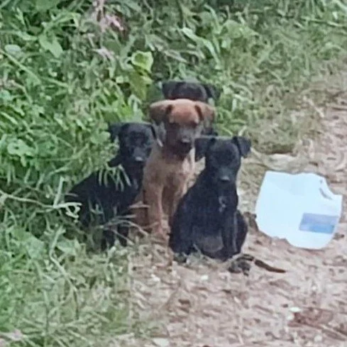 Star Wars Puppies 12-11-25.jpeg