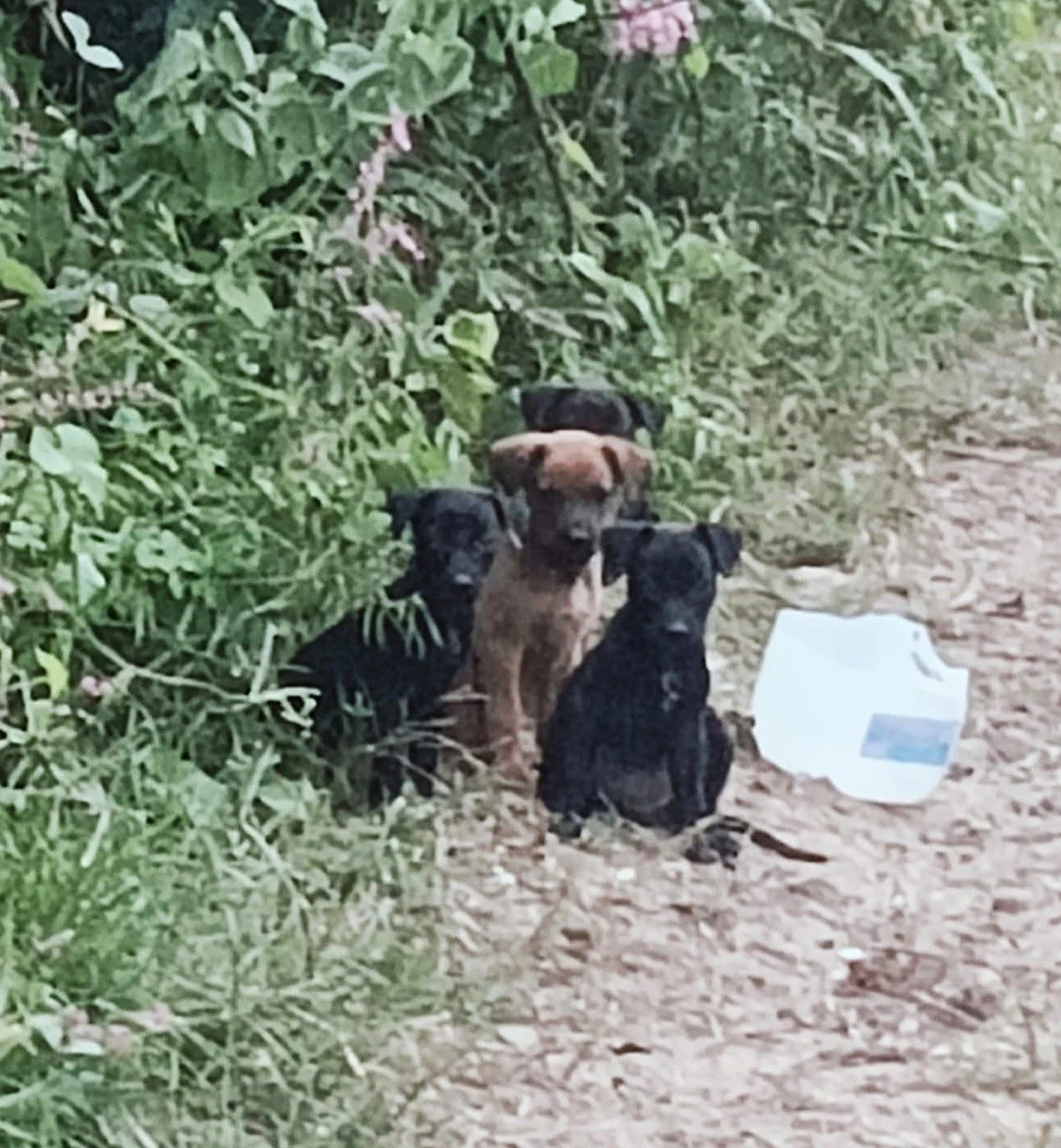 Leia Star Wars Puppies.jpeg