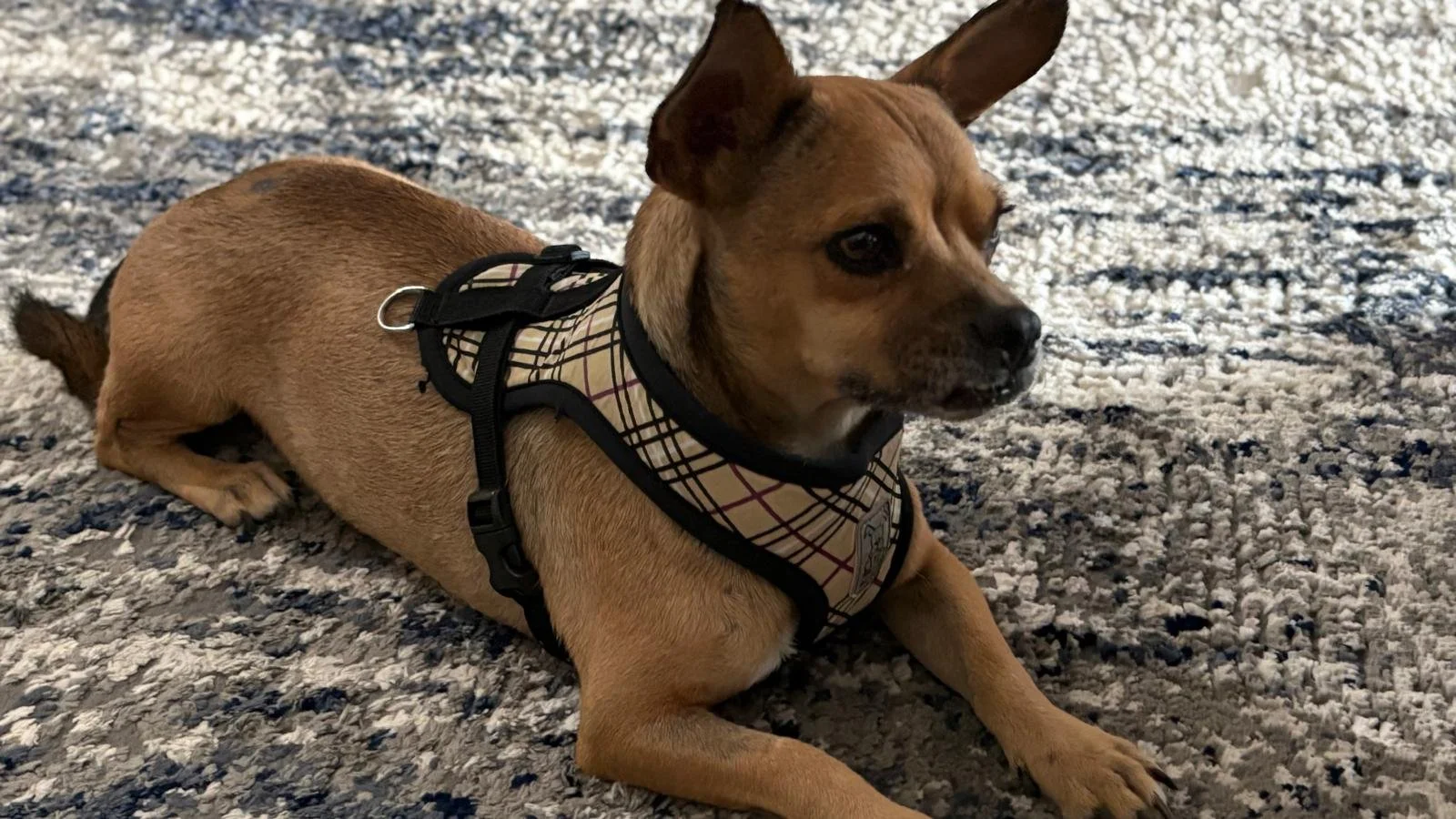 WhatsApp Image 2025-12-11 at 14.53.51_5a638ca3.jpg