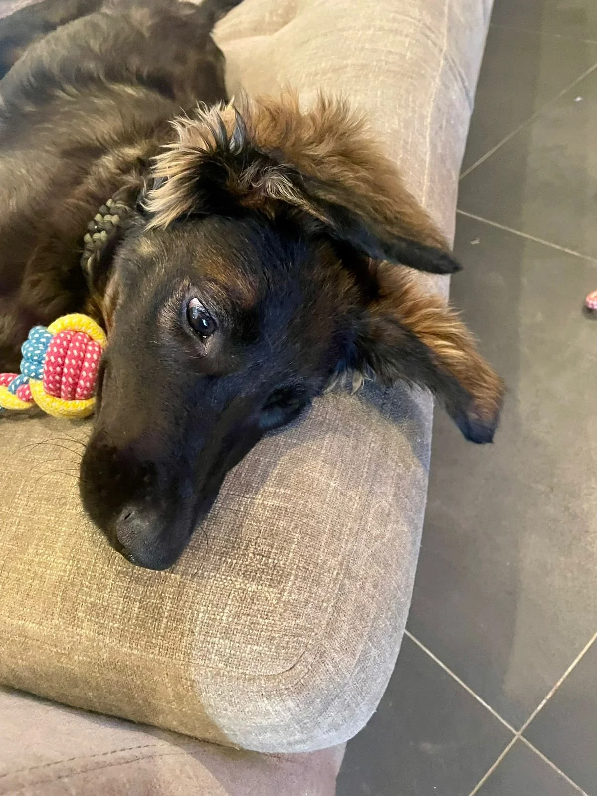 Vito 12-11-25 A.jpeg