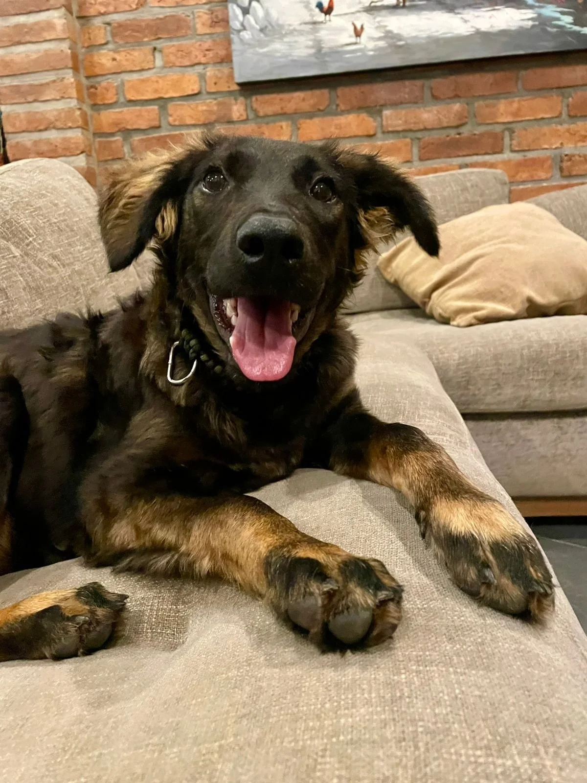 Vito 12-11-25 C.jpeg