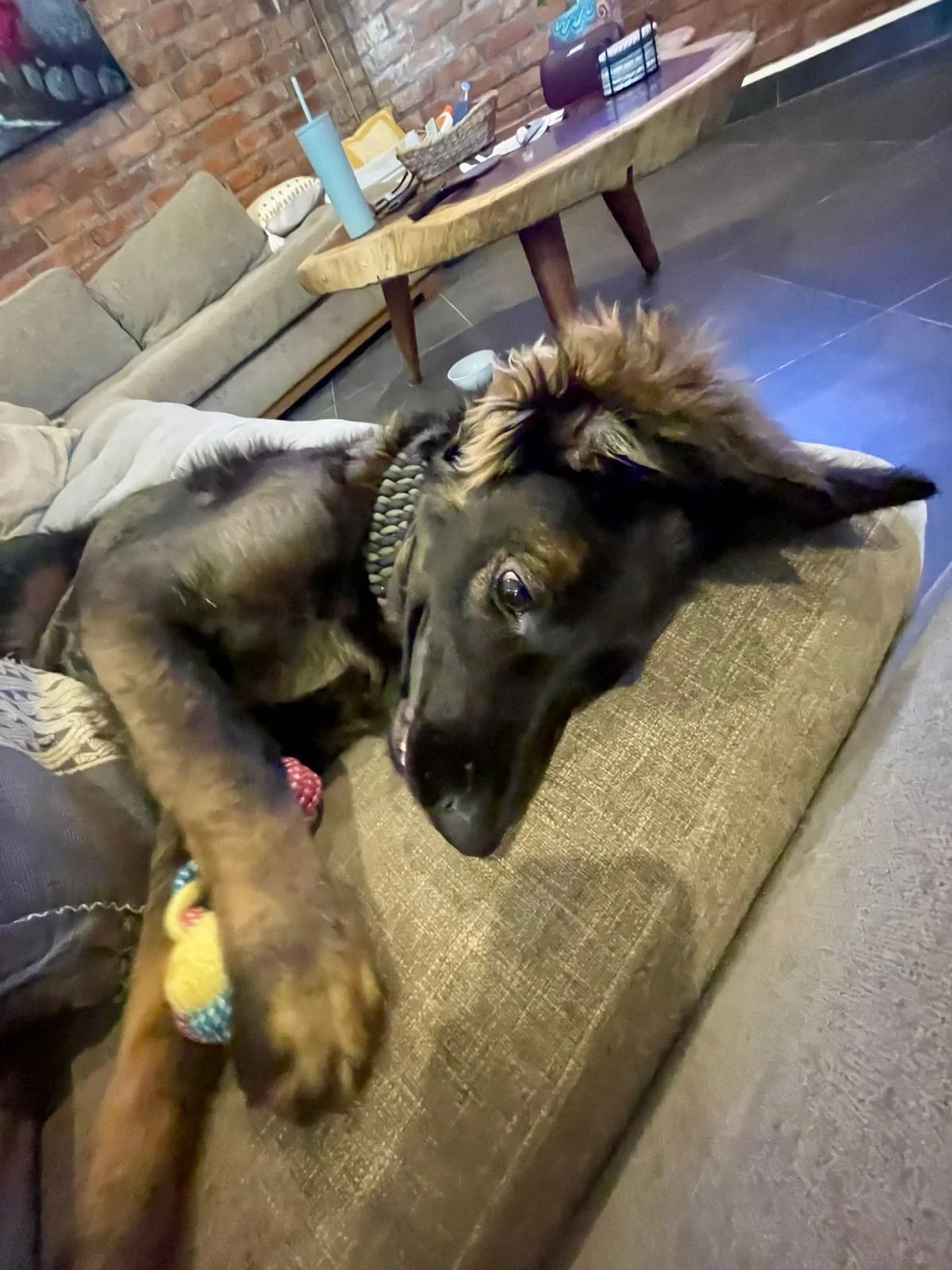 Vito 12-11-25 B.jpeg