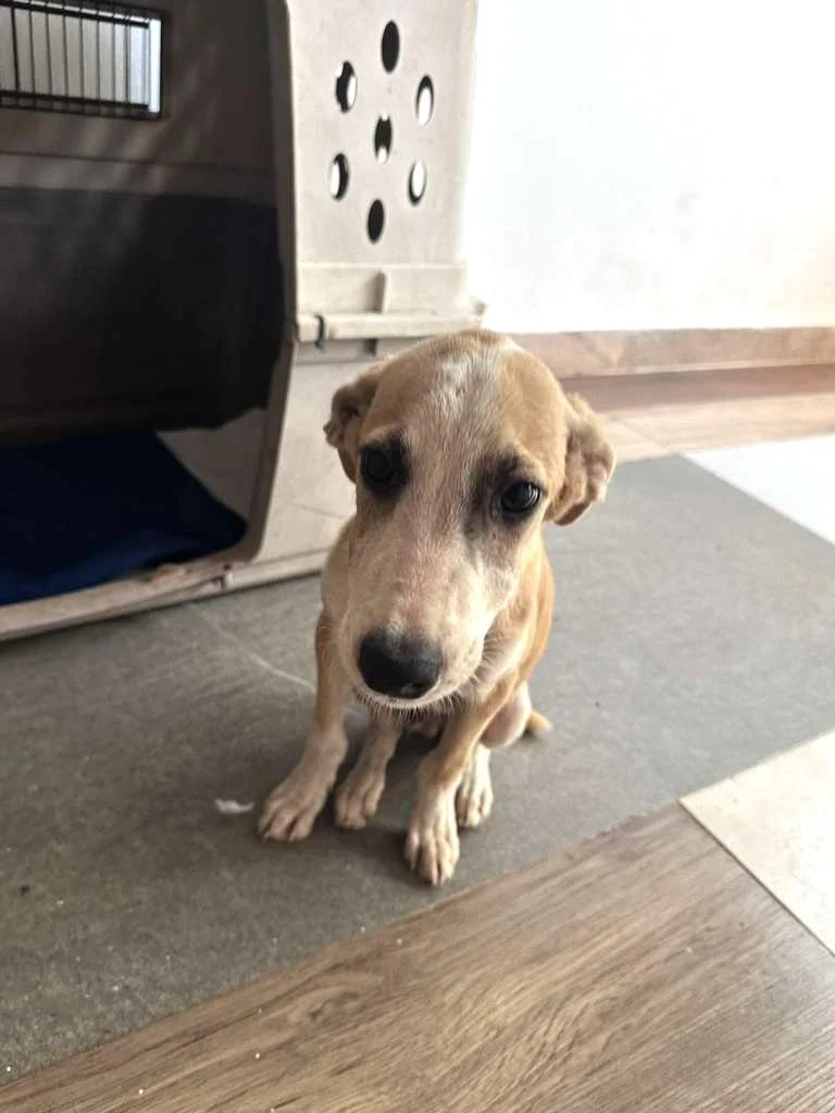 WhatsApp Image 2025-12-12 at 4.01.22 PM.jpeg