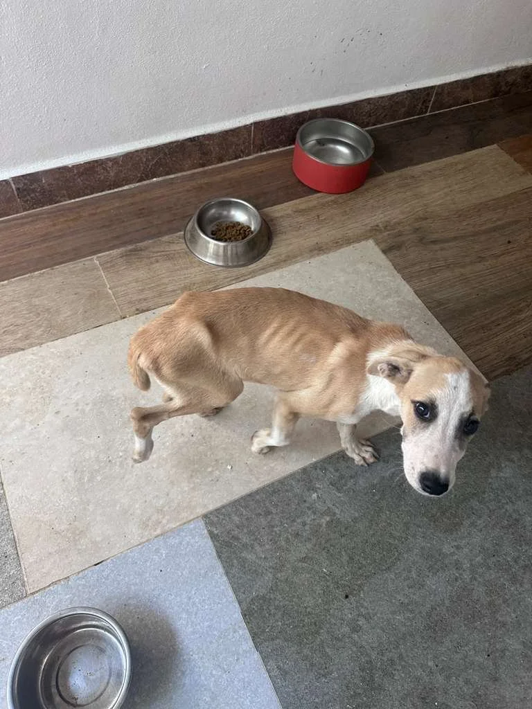 WhatsApp Image 2025-12-12 at 4.01.21 PM (4).jpeg